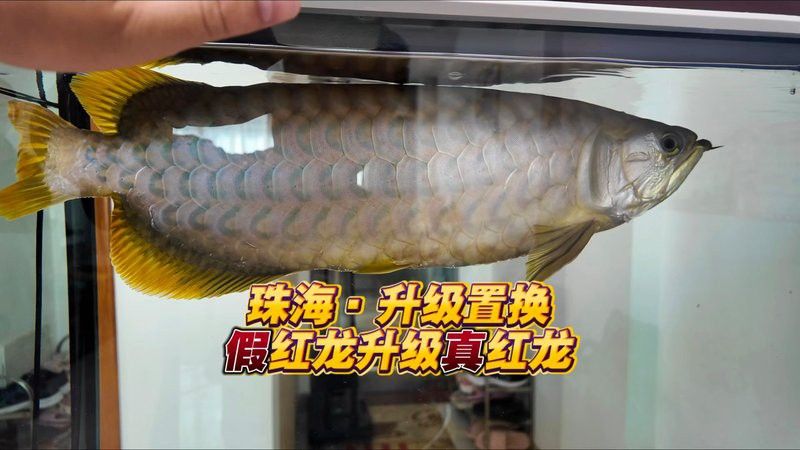 紅龍和號半哪個更受歡迎？