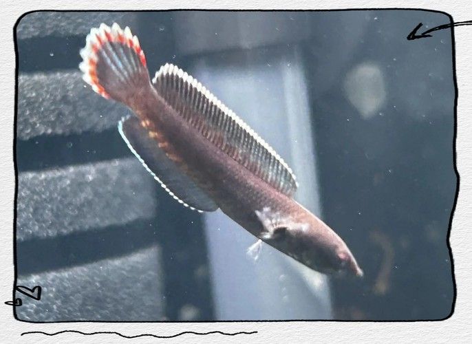 雷龍魚苗長的快嗎圖片