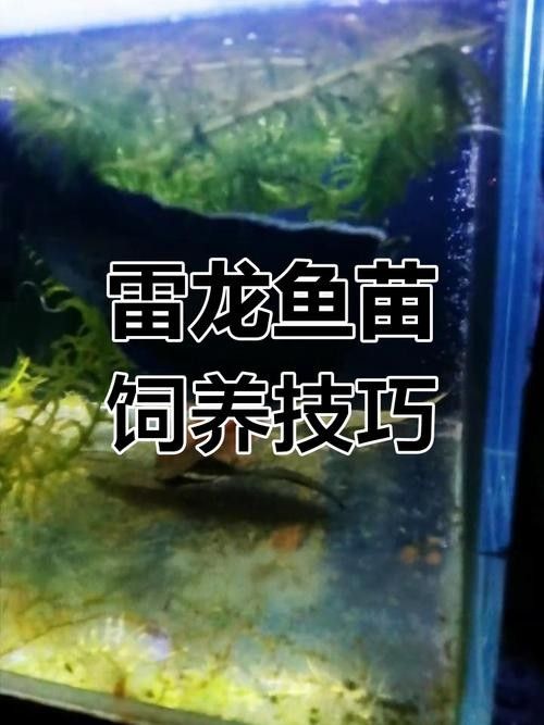 雷龍魚苗長的快嗎圖片