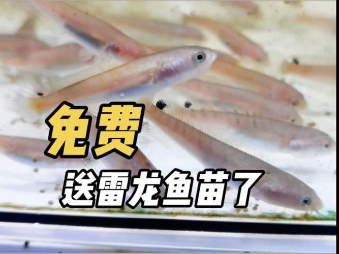 雷龍魚苗長的快嗎圖片