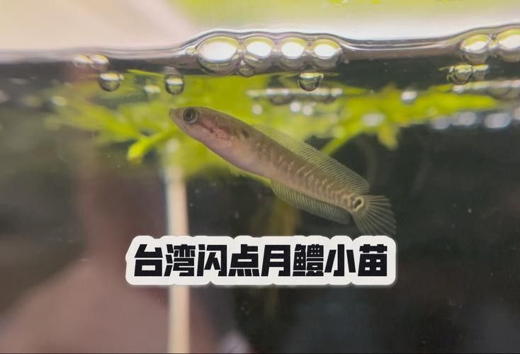 雷龍魚苗長的快嗎圖片