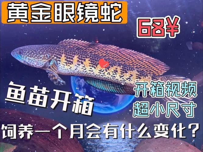 雷龍魚苗長的快嗎圖片