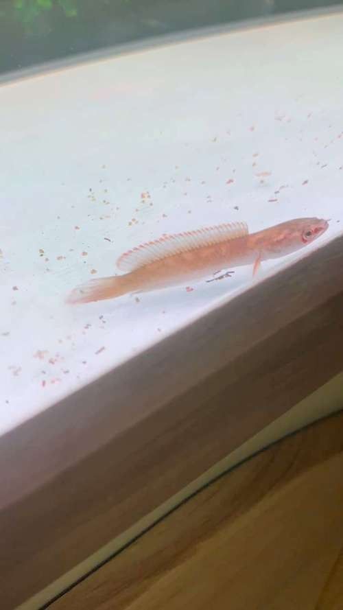 雷龍魚苗長的快嗎圖片