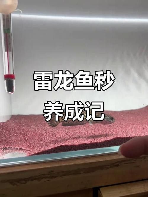 雷龍魚苗長的快嗎圖片
