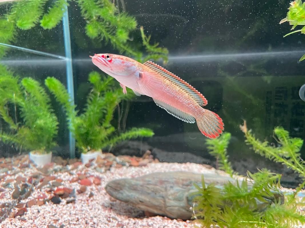 雷龍魚苗長的快嗎圖片