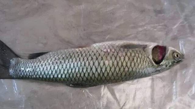 龍魚爛鰓最簡(jiǎn)單處理方法