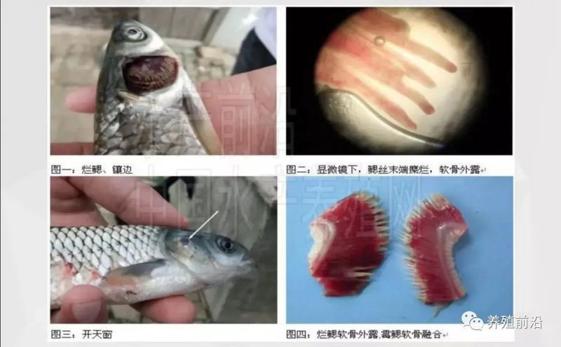龍魚爛鰓最簡(jiǎn)單處理方法