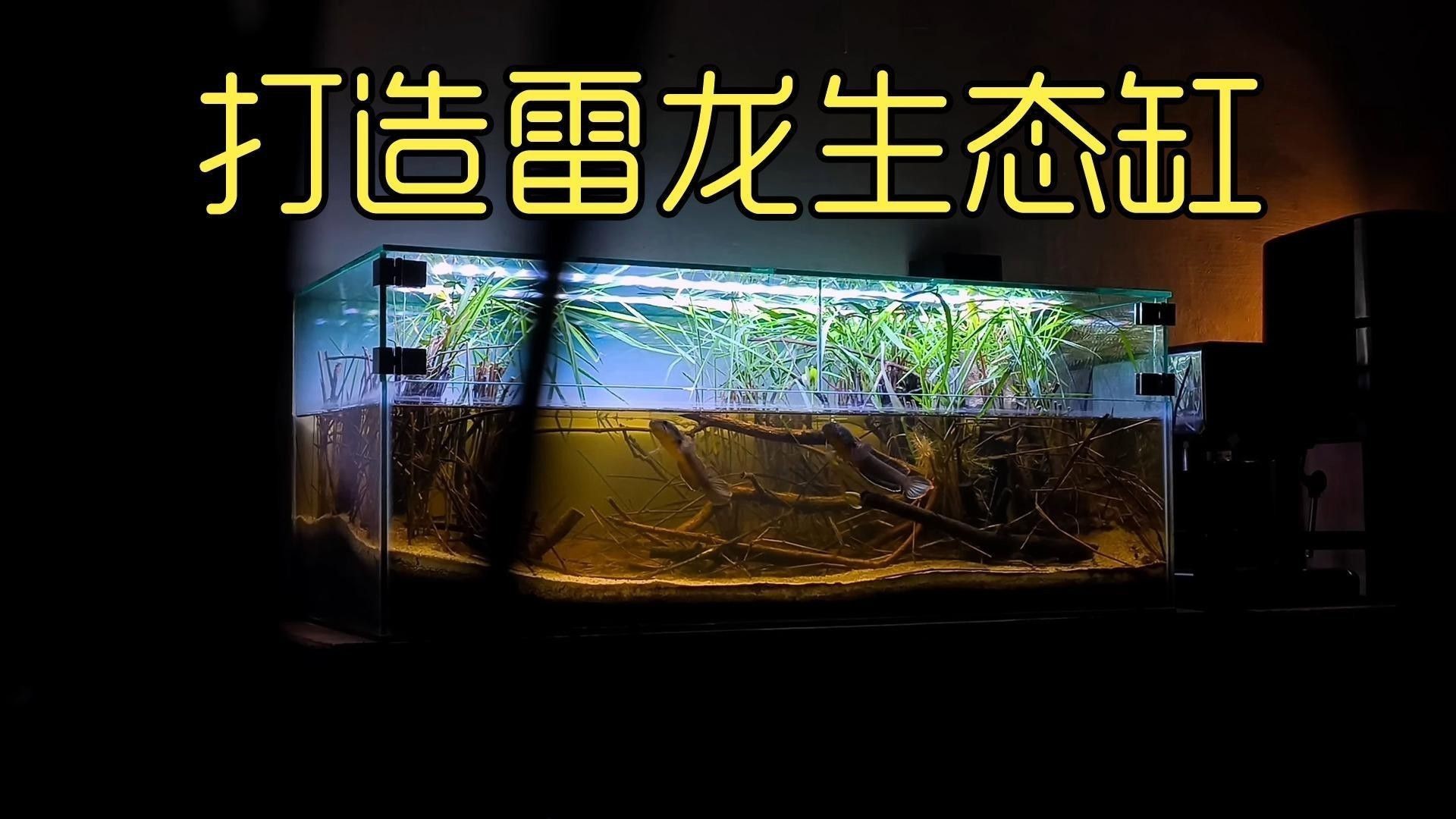 如何為雷龍魚選擇合適的缸體大小？