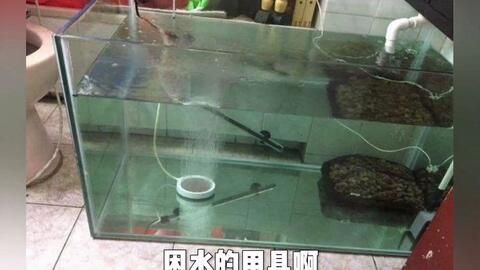 養(yǎng)龍魚為什么要困水：養(yǎng)龍魚為什么要困水，這是保證魚類健康和水質(zhì)安全的重要步驟
