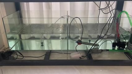 養(yǎng)龍魚為什么要困水：養(yǎng)龍魚為什么要困水，這是保證魚類健康和水質(zhì)安全的重要步驟