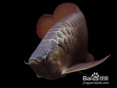 龍魚什么是掉眼的：如何改善龍魚掉眼的自然恢復方法