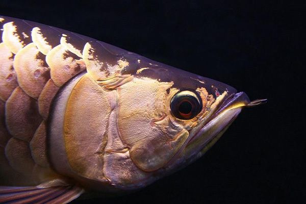 龍魚什么是掉眼的：如何改善龍魚掉眼的自然恢復方法