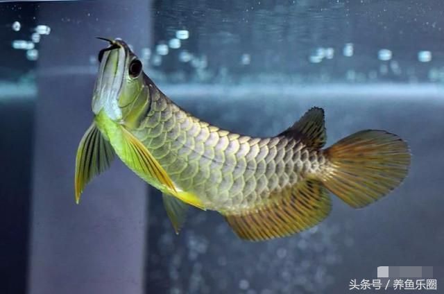 養龍魚不喂活食行嗎怎么喂：養龍魚不喂活食可以嗎
