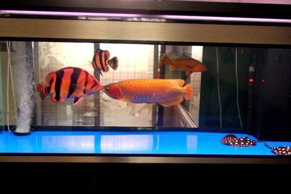 龍魚缸一般要多高多寬