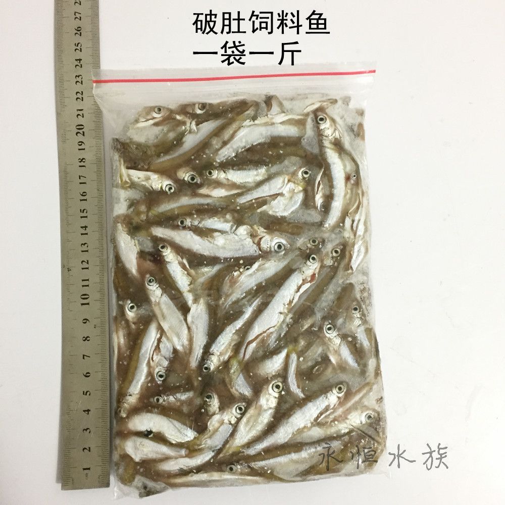麥穗魚喂龍魚好不好呢怎么喂，
