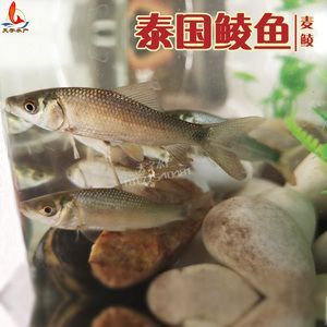 麥穗魚喂龍魚好不好呢怎么喂，