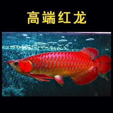 賽級龍魚幾塊錢一斤