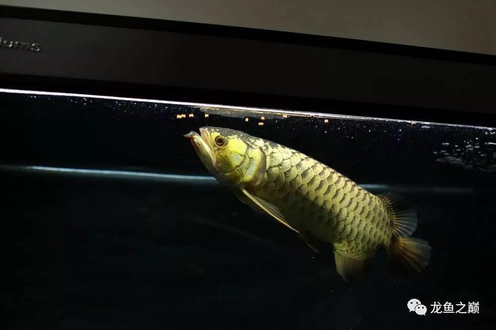 龍魚剛入缸為什么不能喂：龍魚剛入缸為什么不能喂食