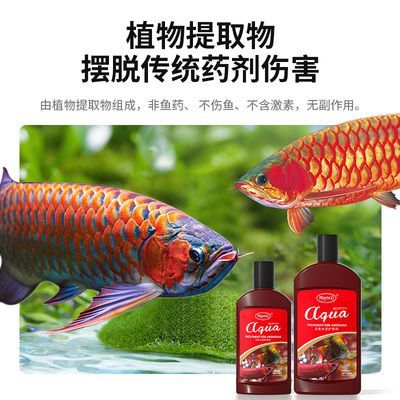 龍魚的藥劑對其他魚有害嗎視頻：龍魚專用藥劑的選擇