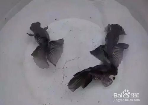 紅龍魚眼睛有白點(diǎn)怎么治療圖片視頻（紅龍魚眼睛有白點(diǎn)怎么治療圖片視頻大全）