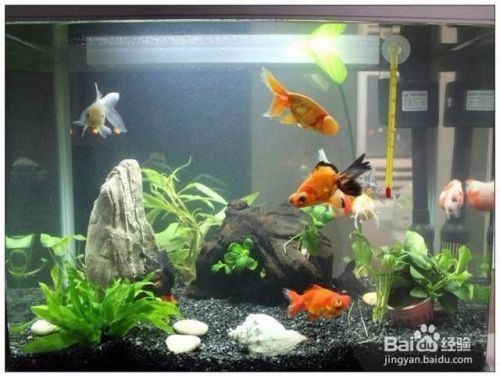 魚缸里的魚怎么選擇,適合初學(xué)者的觀賞魚推薦魚缸尺寸與魚種匹配技巧 龍魚百科 第3張 魚缸里的魚怎么選擇,適合初學(xué)者的觀賞魚推薦魚缸尺寸與魚種匹配技巧 魚缸里的魚怎么選擇,適合初學(xué)者的觀賞魚推薦魚缸尺寸與魚種匹配技巧 龍魚百科 第3張