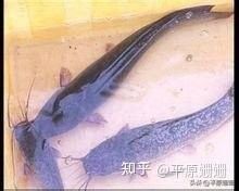 雞西龍魚批發(fā)