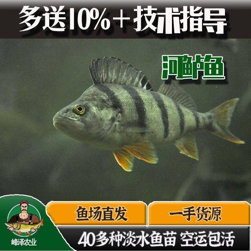 雞西龍魚批發(fā)