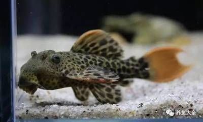 龍魚喂林蛙的好處和壞處和壞處和壞處和壞處和壞處：龍魚喂林蛙既有好處也有壞處，飼養者需要注意以上問題