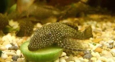 龍魚喂林蛙的好處和壞處和壞處和壞處和壞處和壞處：龍魚喂林蛙既有好處也有壞處，飼養者需要注意以上問題