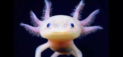 六角恐龍魚能記住主人的聲音嗎？