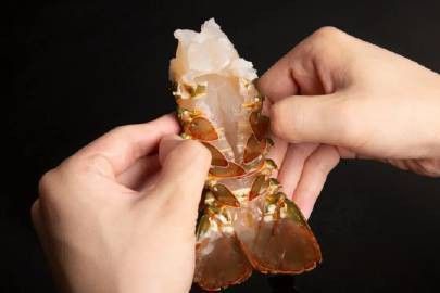 海水小青龍和越南小青龍的口感有何不同？