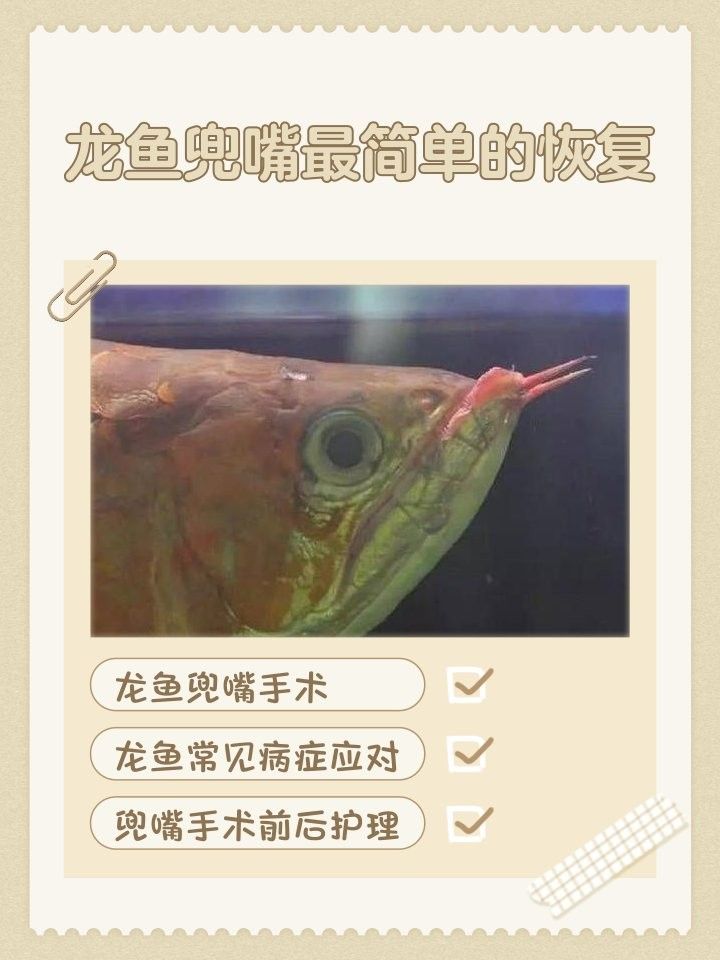 龍魚兜嘴手術(shù)后還會長回去嗎