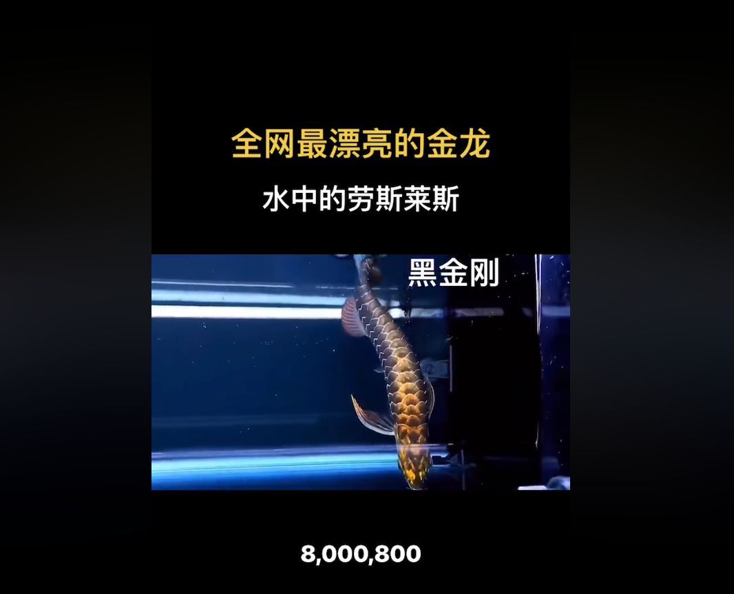古典黑金剛過背金龍魚苗：\"古典黑金剛過背金龍魚苗\"信息