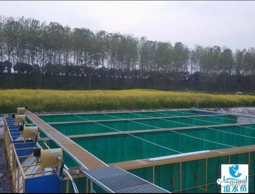 魚苗適應新環境的最佳水溫：魚苗適應新環境的最佳水溫信息