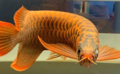 龍魚對ph值的要求：關于龍魚對ph值的要求