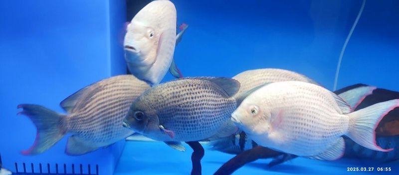 馬拉莫寶石最忌三種東西 龍魚百科 第5張 馬拉莫寶石最忌三種東西 馬拉莫寶石最忌三種東西 龍魚百科 第5張