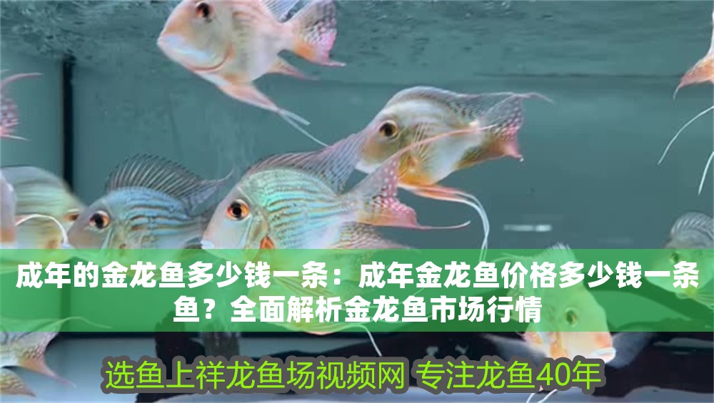 成年的金龍魚多少錢一條：成年金龍魚價格多少錢一條魚？全面解析金龍魚市場行情