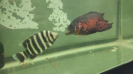 銀龍魚鰓蓋咬掉了怎么辦（沒有找到關于“銀龍魚鰓蓋咬掉了怎么辦”的直接答案）