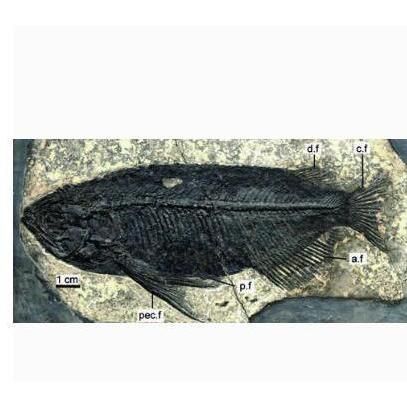 金龍魚的外觀特征