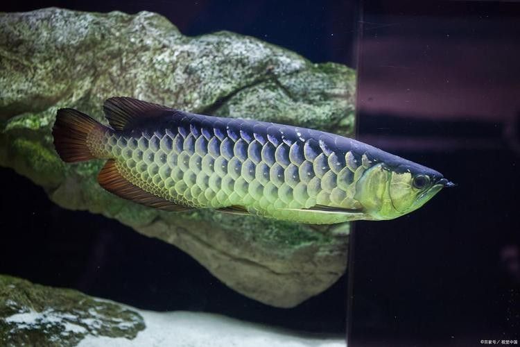 銀龍魚是什么魚圖片大全