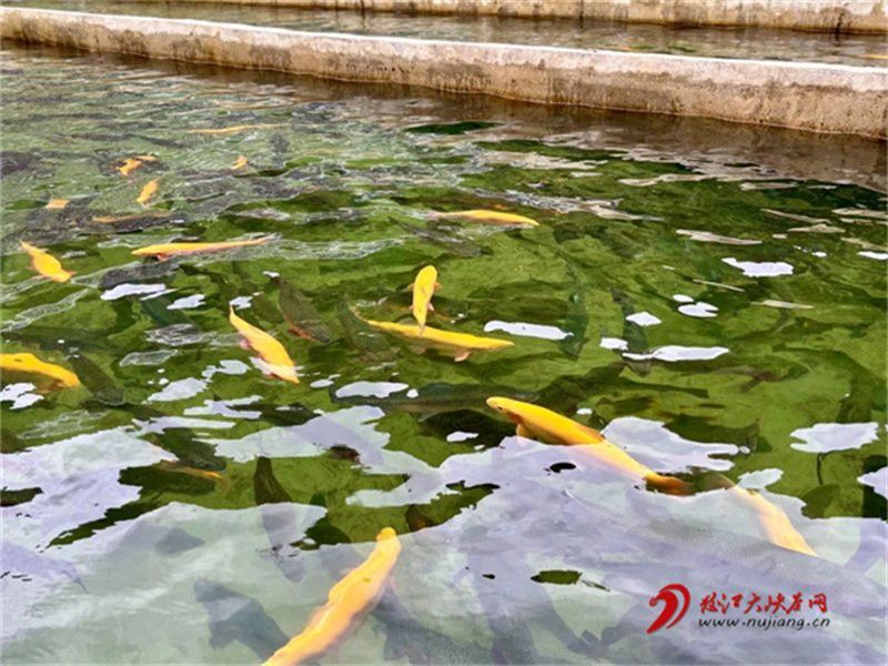 攀枝花龍魚冷水魚養殖場在哪里