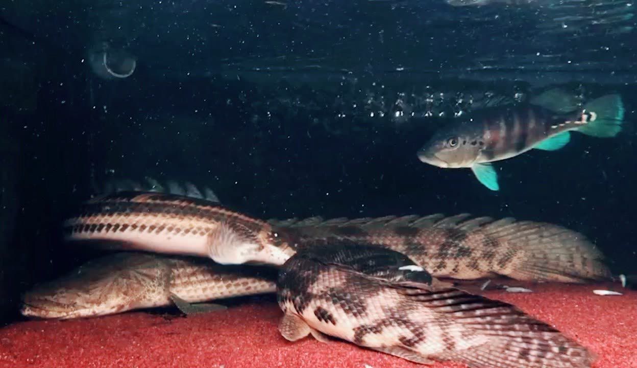 龍魚沒水能活多少天：六角恐龍魚不能離開水太久，它的存活時間將會受到嚴重影響