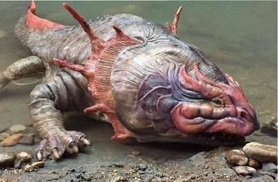 龍魚沒水能活多少天：六角恐龍魚不能離開水太久，它的存活時間將會受到嚴重影響