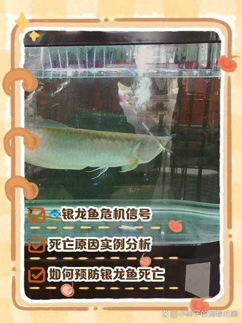 龍魚(yú)真菌病最怕三個(gè)東西圖片