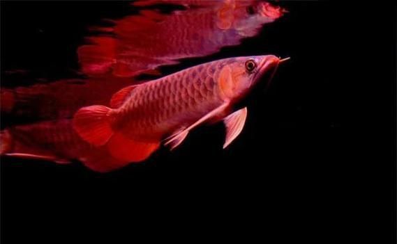 龍魚(yú)真菌病最怕三個(gè)東西圖片