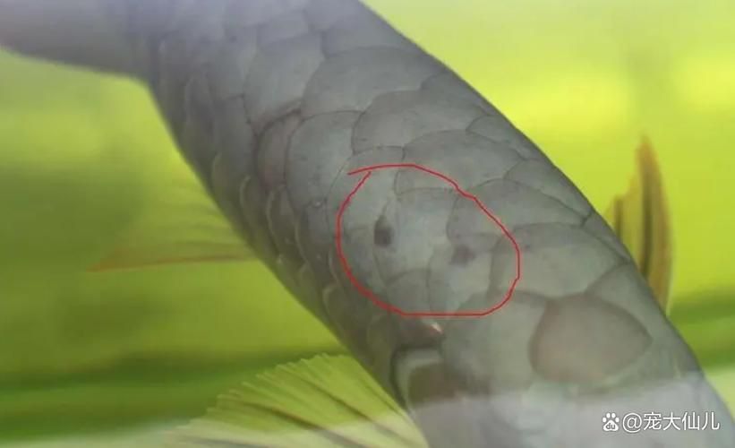 龍魚(yú)真菌病最怕三個(gè)東西圖片