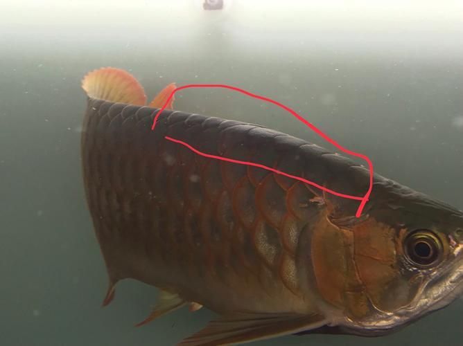 龍魚(yú)真菌病最怕三個(gè)東西圖片