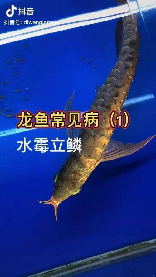 龍魚(yú)真菌病最怕三個(gè)東西圖片