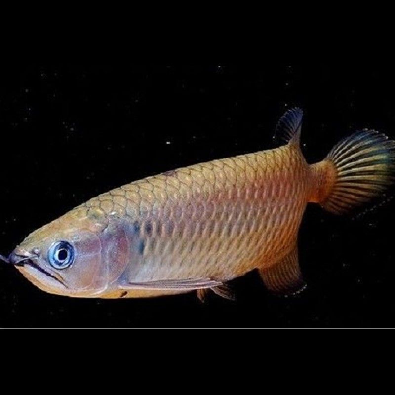 澳洲星點龍魚有哪些品種？
