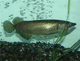 澳洲星點龍魚有哪些品種？